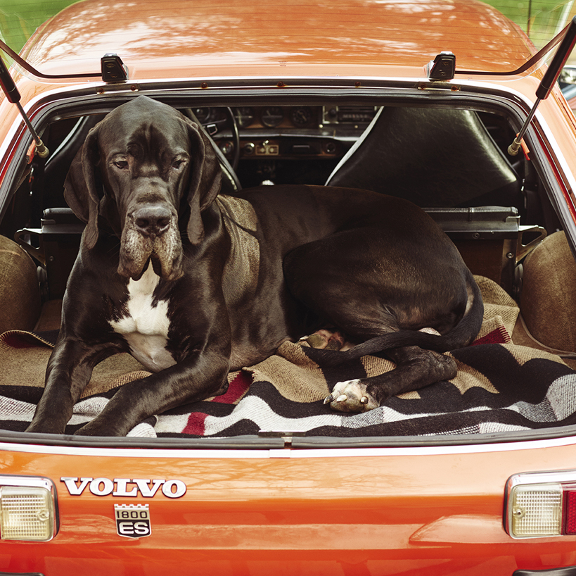 Chien volvo retouche digitale l'officiel des hommes